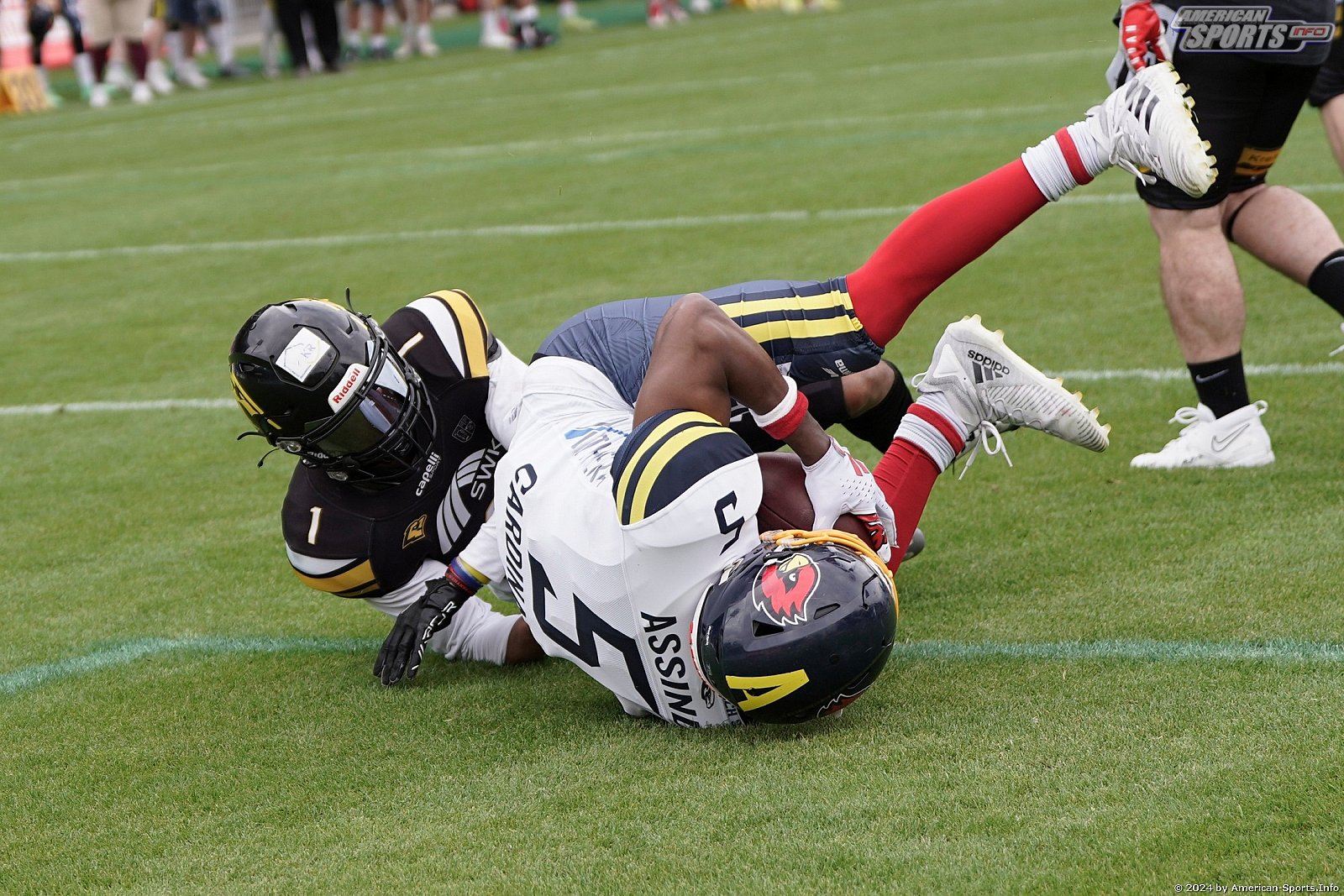Regio West: Krefeld Ravens vs Assindia Cardinals 56:21 18.05.2024